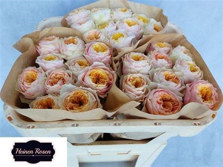 Роза-Rosa-Gr St Peters Park!-60cm 3a61c6f7-333c-11ed-0a80-06d50007e11b