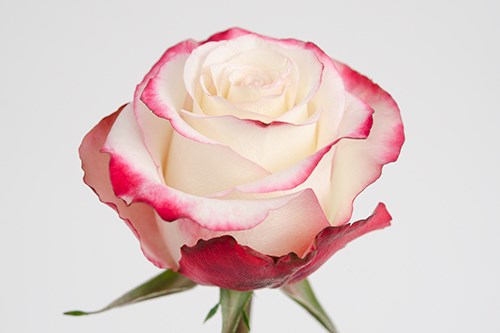 Роза-Rosa-Sweetness-50cm--IS 3a6a7dba-532d-11f0-0a80-02100007757c