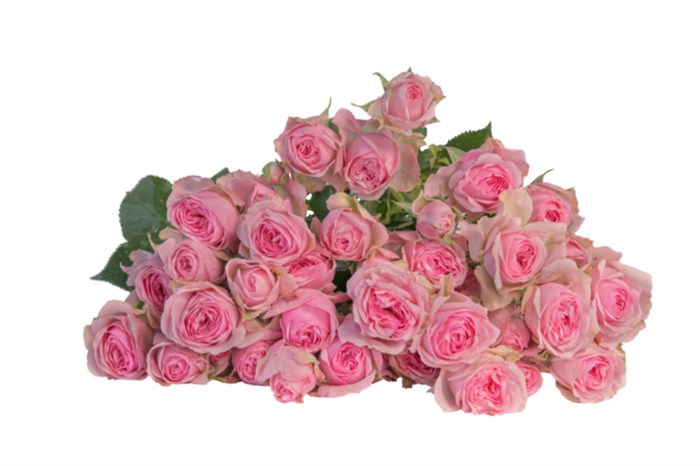 Роза куст-Rosa sp-Vyette--50cm-Si 066ba8b1-c834-11ee-0a80-102500246061