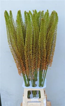 Эремурус-Эремурус-Eremurus--Emmy Ro--110cm 3abab6be-333c-11ed-0a80-06d50007e151