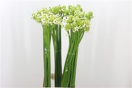 Орнитогалум-Ornitogalum-Saundersiae- 90cm Extra-90cm 3ac48a24-333c-11ed-0a80-06d50007e155
