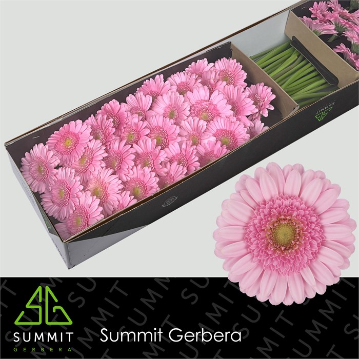 Гербера-Gerbera-Mi Andrina Doos-45cm 00410cf7-7f55-11f0-0a80-16d3001bd024