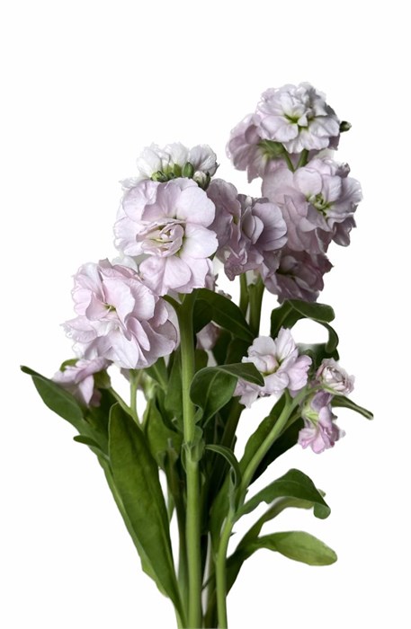 Маттиола куст-Matthiola sp-Light Pink-60cm-AO 3b43eb5e-870a-11ef-0a80-1780003e0376