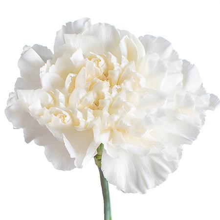 Гвоздика ст-Dianthus st-Polar Route--70cm 3bcc4949-20b9-11ee-0a80-010c00122b3e