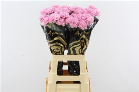 Гвоздика ст-Dianthus st-Clearwater-70cm 06a57e6c-bfa4-11ec-0a80-0b4c00069077