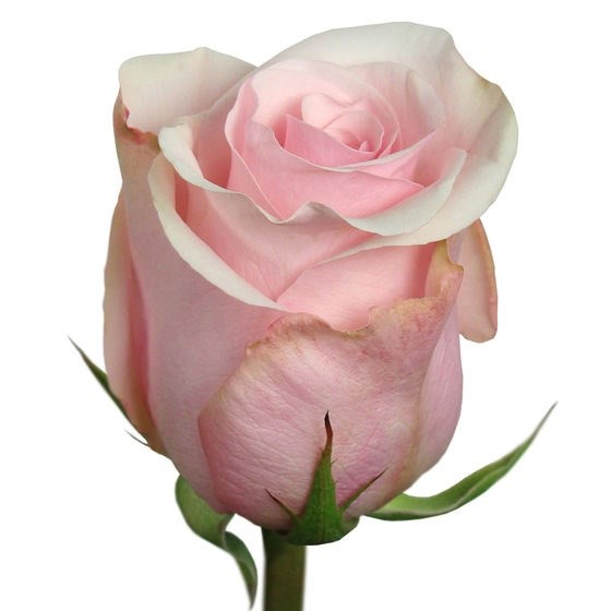 Роза-Rosa-Sweet Escimo-50cm-NR 3c109bcd-7e61-11ee-0a80-11d500011dc8