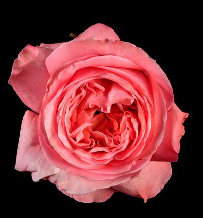 Роза-Rosa-Pink XPression-60cm-JR 3c3929c5-a222-11f0-0a80-10330008b15f
