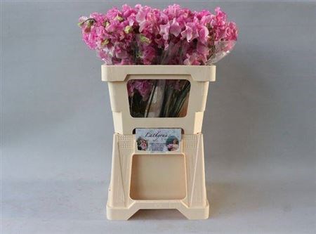 Латирус-Lathyrus-Rose Wedding-50cm 3c4c0b4a-3005-11f0-0a80-10a9001aeefe