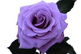 Роза-Rosa-Blue Applause-50cm-Fe 3c71a905-b3b3-11ed-0a80-02560029f9d2