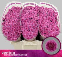 Хризантема сант-Chrysant sant-Kismo Pink-55cm-120gr 3c814489-3005-11f0-0a80-10a9001aef0a