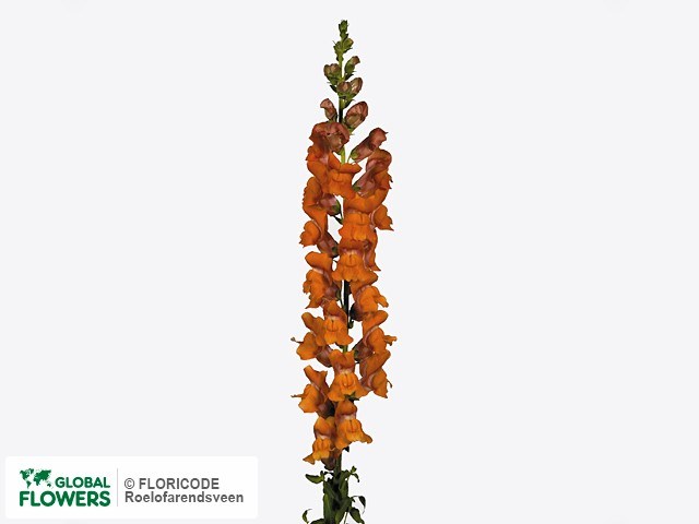 Антирринум-Antirrhinum-Potomac Dark Orange-65cm-DA 3ca8e6b3-d1ef-11ed-0a80-05900043da8c