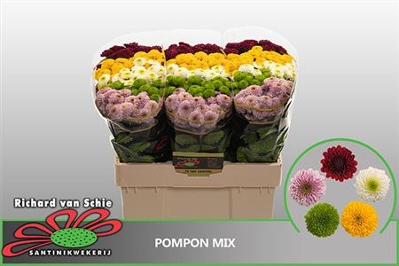 Хризантема сант-Chrysant sant-Pompon Gem Mix-55cm-110gr 3cd3ef26-2214-11ed-0a80-0d4800327bff