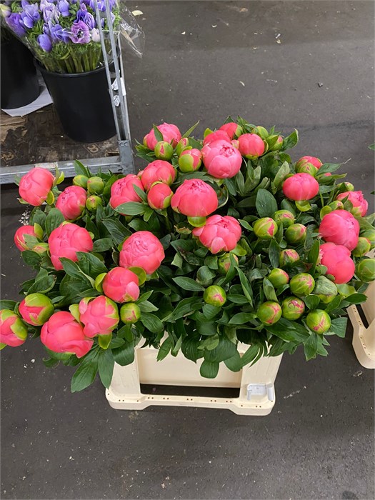 Пион-Paeonia-Pink Hawaii-60cm-DA 3cf96857-d1ef-11ed-0a80-05900043db35