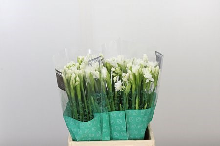 Нарцис-Narcissus-Spray Ziva Paperwhite-42cm-22gr 3d4606aa-dd09-11ed-0a80-101700245b3b