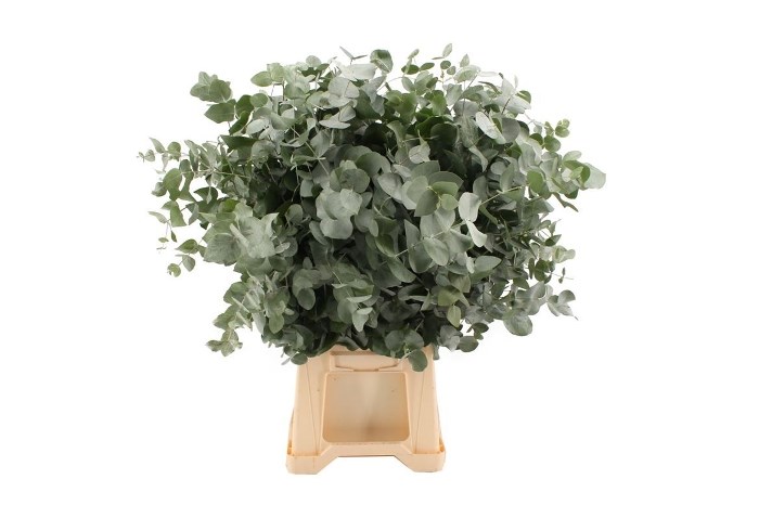 Эвкалипт-Eucalyptus-Cinerea-300gr-GW 06ecc534-dea8-11ed-0a80-0e60000cb3cf