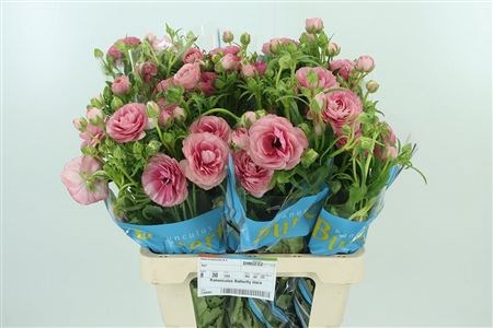 Ранункулус-Ranunculus-Butterfly Hera Pink Double-70cm-65gr 3d760c47-dd09-11ed-0a80-101700245b3e