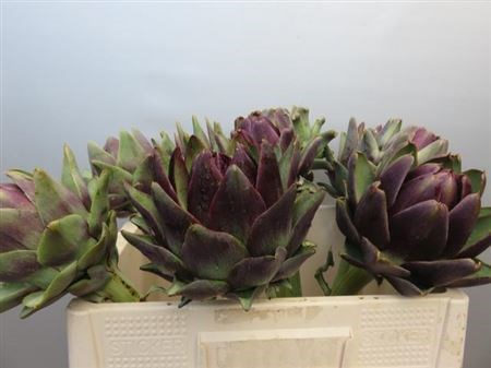 Цинара-Cynara-Scolymus-50cm 3d78af67-bfa6-11ec-0a80-0b4c0008a75a
