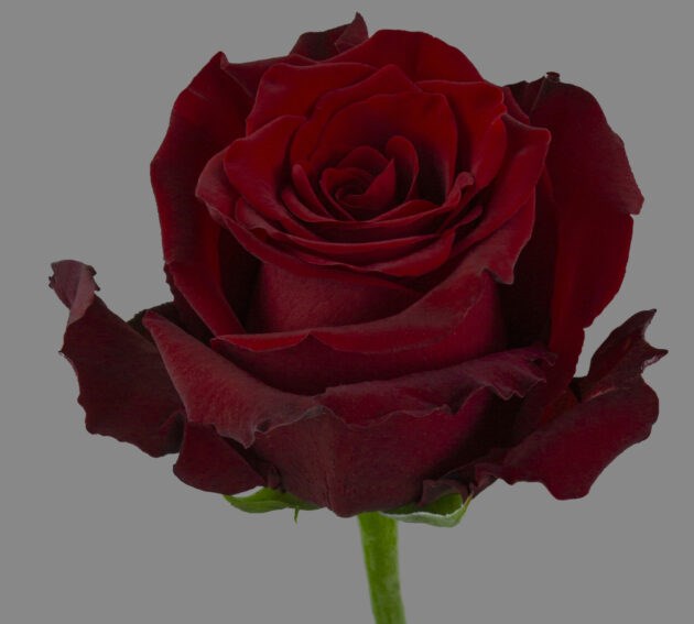 Роза-Rosa-Explorer-60cm--QA 3df2765a-6654-11ed-0a80-0bb700097a6f