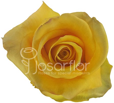 Роза-Rosa-Bumblebee-60cm-JR 070277a6-4d49-11ee-0a80-0e420005110e