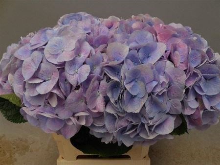 Гортензия-Hydrangea-M Marsepein Bl-75cm 3e3798c1-bfa4-11ec-0a80-0b4c0006c2fd