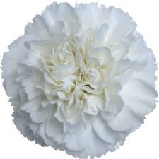 Гвоздика ST-Dianthus ST-Moon Light-FC 07166d0c-f2b2-11f0-0a80-162400064c69