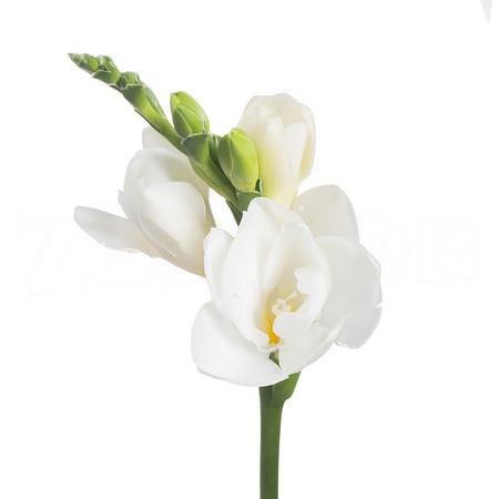 Фрезия-Freesia-Du Belleville-56cm-28gr 3ecb2ba6-d1e4-11ed-0a80-0b0a0037b2ab