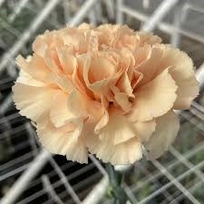 Гвоздика-Dianthus-CRIMEA 70cm 3f188dd4-f812-11ef-0a80-0194001aa551