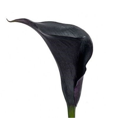 Калла-Zantedechia-Escape-70cm 3f19dfb1-ec86-11ec-0a80-0958000c57e1