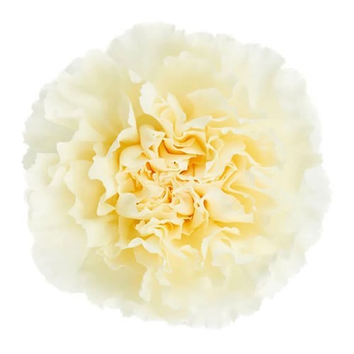 Гвоздика ST-Dianthus ST-Rodas-FC 072e2e08-f2b2-11f0-0a80-162400064c7f
