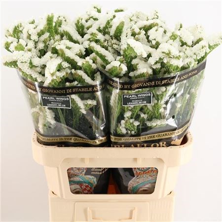 Лимониум-Limonium-S Pearl Wings-70cm-85gr 3f739ce0-d1e4-11ed-0a80-0b0a0037b2c9