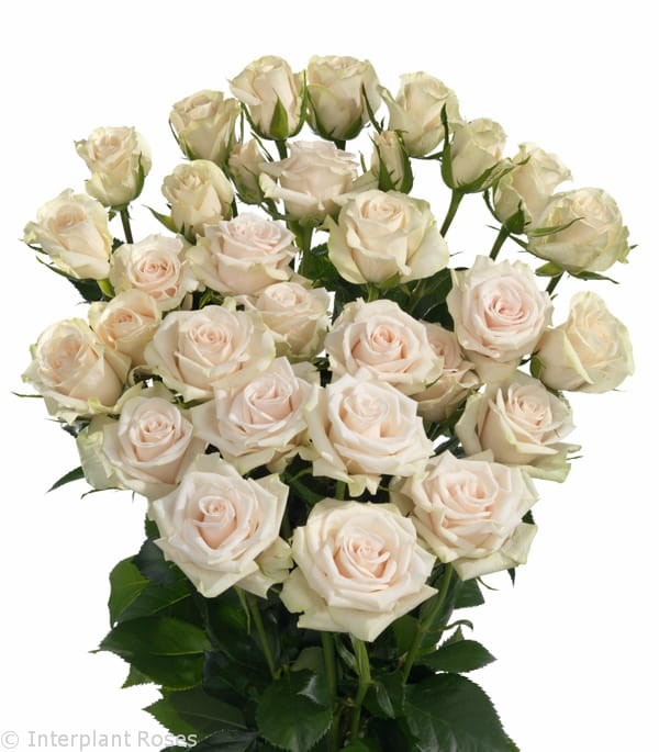 Роза куст-Rosa sp-Royal Porcelina-60cm-RS 3f98c1af-7c19-11f0-0a80-1037007642d3