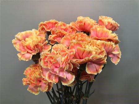 Гвоздика ст-Dianthus st-Sunshine-60cm 3fb26933-d1e4-11ed-0a80-0b0a0037b2d0