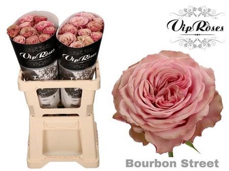 Роза-Rosa-Gr Bourbon Street-60cm 3fb6a972-17cb-11ed-0a80-00b300239092