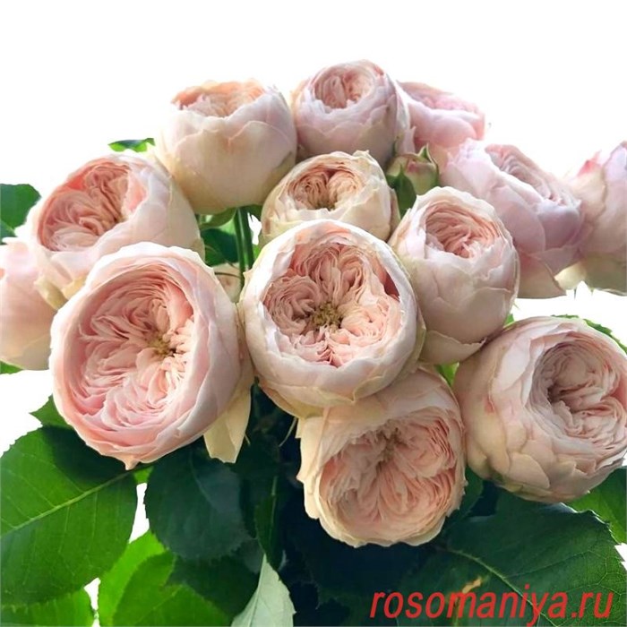 Роза куст. Менсфилд Парк (роз.) 40 3fbe24f1-d6a2-11ec-0a80-0bfd0021169c