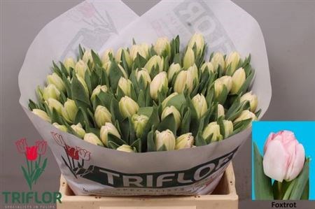 Тюльпан-Tulip-Du Foxtrot-36cm-36gr 3fc2714a-033e-11f1-0a80-11ea0028f19c