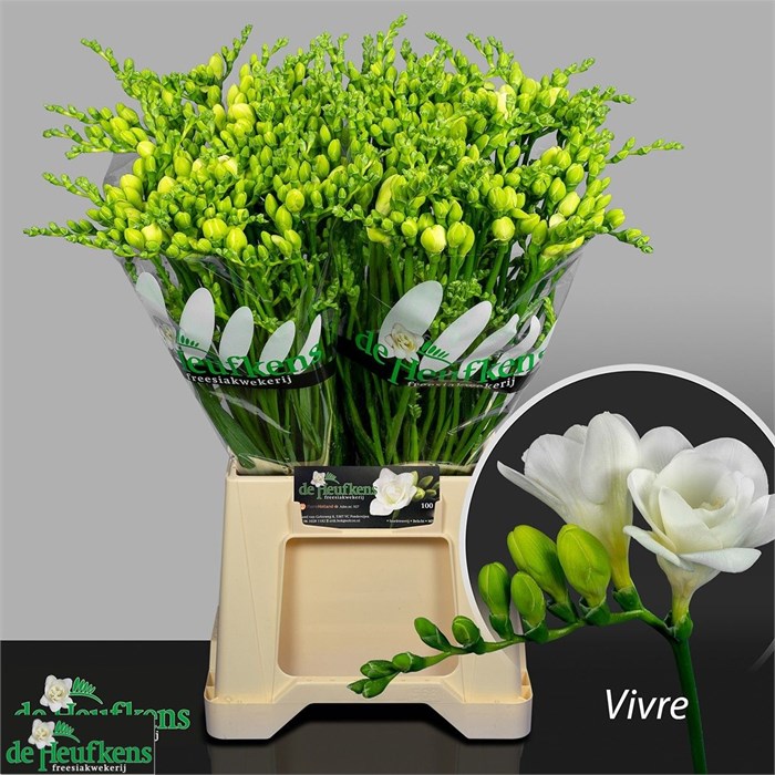 Фрезия-Freesia-Du Vivre-52cm-20gr 3fcd582a-033e-11f1-0a80-11ea0028f1a6