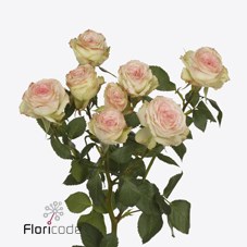 Роза куст-Rosa sp-Sweet Giselle-60cm-Si 3ff2bba2-354c-11ef-0a80-045e0013c94c