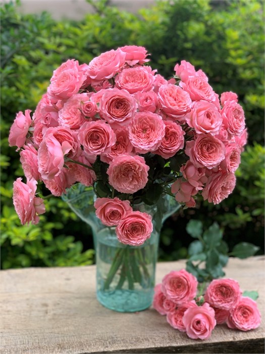 Роза куст-Rosa sp-Frivolity-60cm--RS 401ba703-6f23-11ee-0a80-03c90008f00c