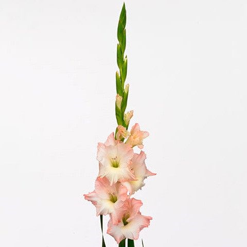 Гладиолус Gr-Gladiolus Gr-Karma-120cm-190gr 40234b0a-2bba-11ee-0a80-08e9000dbcdb