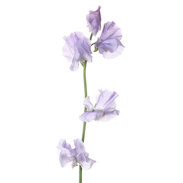 Латирус-Lathyrus-Wi Suns Lavendel-40cm 40437834-2bba-11ee-0a80-08e9000dbcde