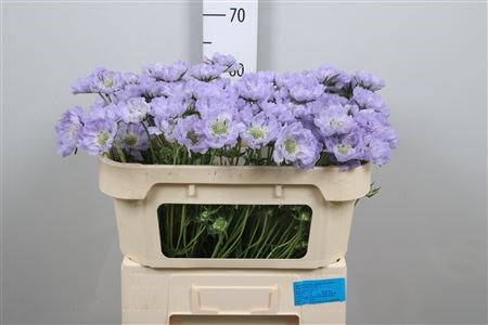 Скабиоза-Scabiosa-C Danielle-65cm 4083a7ff-2bba-11ee-0a80-08e9000dbcea