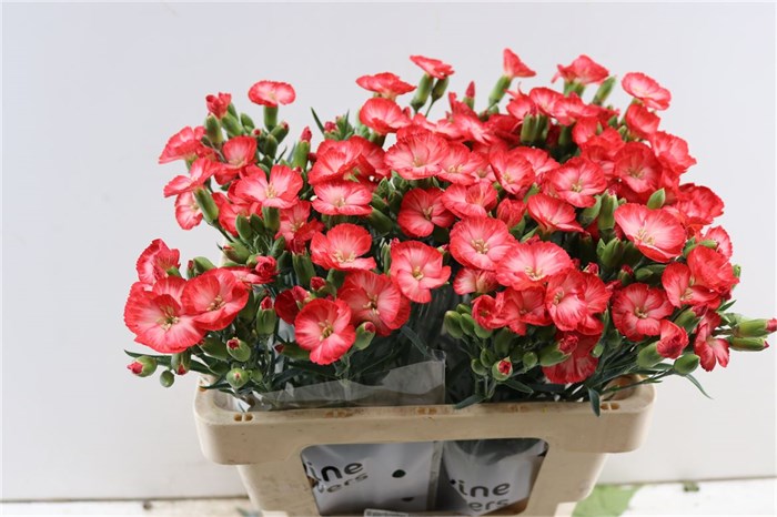 Гвоздика куст-Dianthus Tr-Solomio Clif-60cm 409dcd30-17cb-11ed-0a80-00b3002390d1