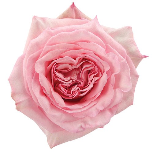 Роза-Rosa-Pink O Hara--60cm-Uu 40accb56-4944-11ed-0a80-05a4000a0a5e