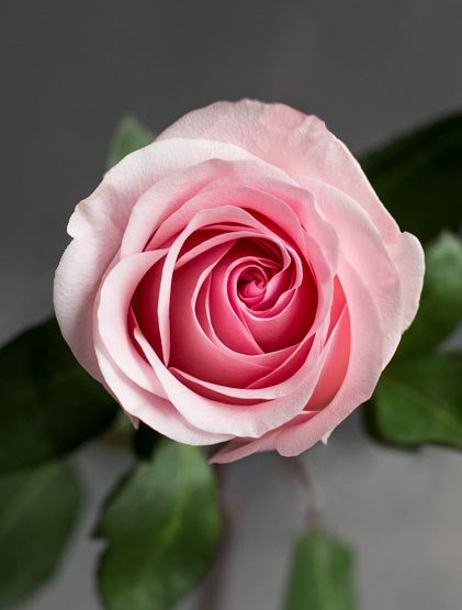 Роза-Rosa-Novia-50cm-QA 40cea5ff-bfa9-11ec-0a80-0b4c000b60f6
