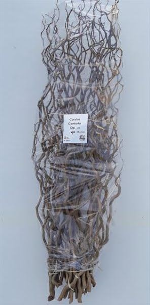 Корилус-Corylus-Avellana Contorta-80cm х4-GW 0764a5ff-bfa5-11ec-0a80-0b4c0007879d