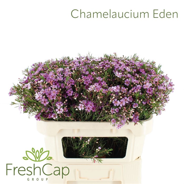Хамелациум-Chamelaucium-Eden-70cm-75gr 40e4b959-17cb-11ed-0a80-00b3002390db