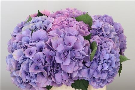 Гортензия-Hydrangea-M Roy Benefit-80cm 40ed1370-bfa4-11ec-0a80-0b4c0006c642