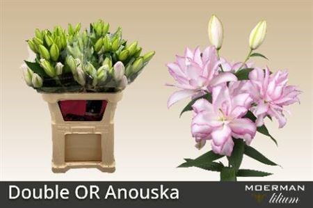 Лилия-Lilium-Du Anouska-80cm 40edc00d-17cb-11ed-0a80-00b3002390de