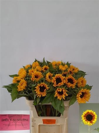 Подсолнух-Helianthus-An Ziggy--80cm 40f6c10d-4bf8-11ef-0a80-1467003688e6