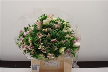 Анемон-Anemone-Z Mistrl Wh Bordato-45cm 41ab4f47-5e86-11ed-0a80-0008007a648c